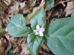 Stenandrium mandioccanum