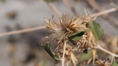Brickellia desertorum