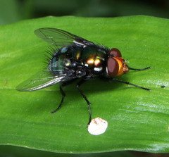 Amenia chrysame