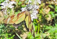 Phaloe cruenta