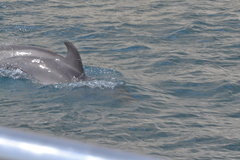Tursiops truncatus ponticus