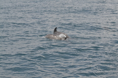 Tursiops truncatus ponticus