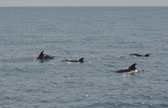 Tursiops truncatus ponticus