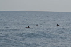 Tursiops truncatus ponticus