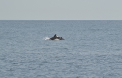 Tursiops truncatus ponticus