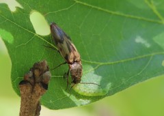 Stropenron hieroglyphica