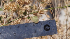 Brickellia desertorum