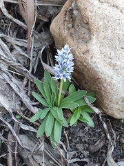 Hyacinthoides lingulata