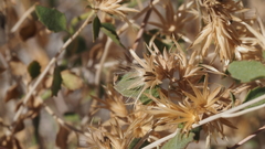 Brickellia desertorum