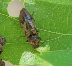 Stropenron hieroglyphica