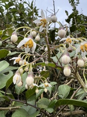 Solanum luculentum