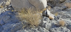 Brickellia desertorum