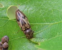 Stropenron hieroglyphica