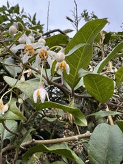 Solanum luculentum