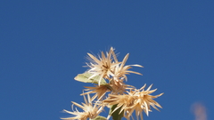 Brickellia desertorum