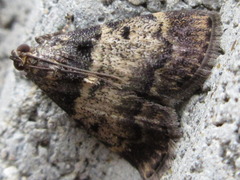 Lepidogma melanobasis