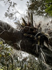 Tillandsia pastensis