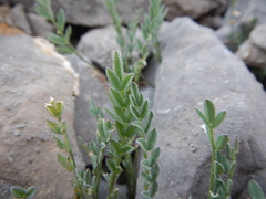 Astragalus shultziorum