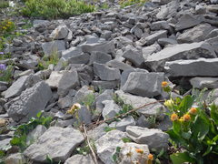 Astragalus shultziorum