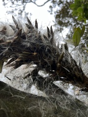 Tillandsia pastensis