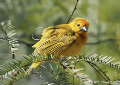 Ploceus castaneiceps