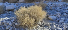 Brickellia desertorum