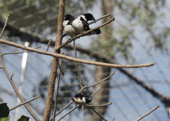 Spermestes fringilloides