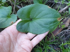 Arisarum