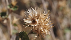 Brickellia desertorum