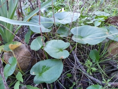 Arisarum