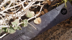 Brickellia desertorum