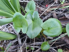 Arisarum