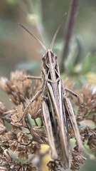 Glyptobothrus