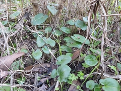 Arisarum