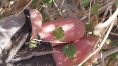 Brickellia desertorum