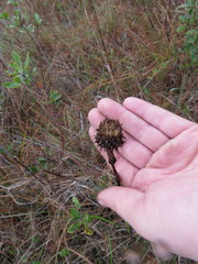 Eurybia eryngiifolia