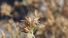 Brickellia desertorum