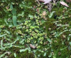 Asterella echinella