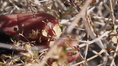 Brickellia desertorum
