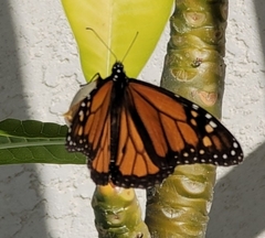 Danaus plexippus