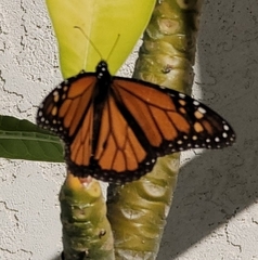 Danaus plexippus