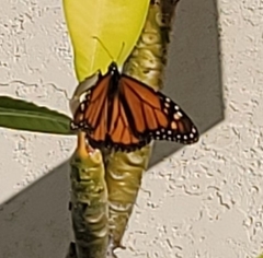Danaus plexippus