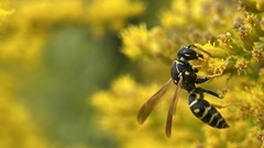 Polistes nimpha