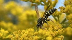 Polistes nimpha