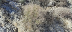 Brickellia desertorum