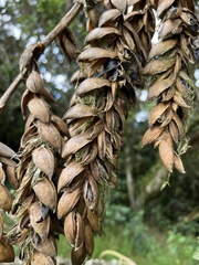 Tillandsia clavigera