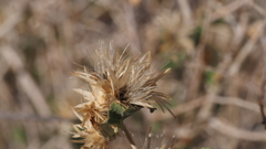 Brickellia desertorum