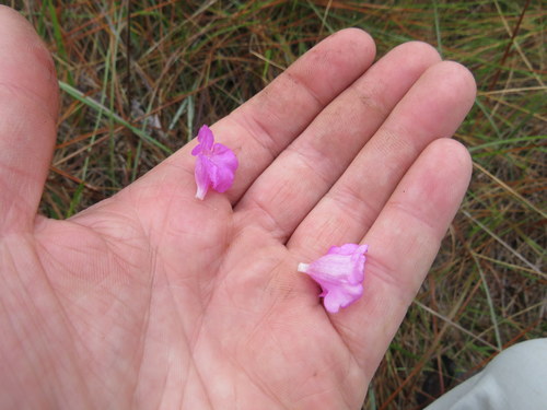 Agalinis aphylla image