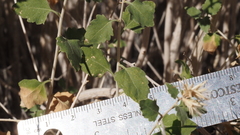 Brickellia desertorum
