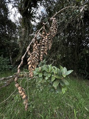 Tillandsia clavigera